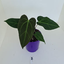 Load image into Gallery viewer, #2 Anthurium &#39;Velvet Shadow&#39;