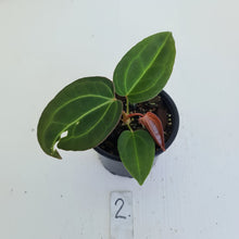 Load image into Gallery viewer, #2 Anthurium Magnificum Hybrid x - Seedling