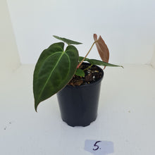 Load image into Gallery viewer, #5 Anthurium Papillilaminum Hybrid x - (Complex hybrid)