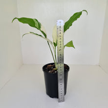 Load image into Gallery viewer, Spathiphyllum &#39;Picasso&#39;
