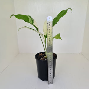 Spathiphyllum 'Picasso'