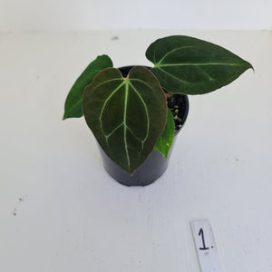 #1 Anthurium Papillilaminum Hybrid x - (Complex hybrid)