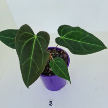 Load image into Gallery viewer, #2 Anthurium &#39;Velvet Shadow&#39;