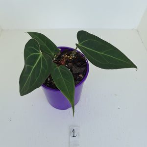 #1 Anthurium 'Velvet Shadow'