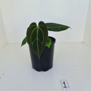 #1 Anthurium Papillilaminum Hybrid x - (Complex hybrid)