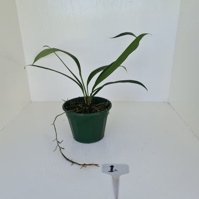 #1 Anthurium Bakeri