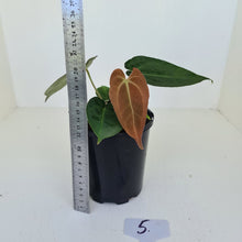 Load image into Gallery viewer, #5 Anthurium Papillilaminum Hybrid x - (Complex hybrid)