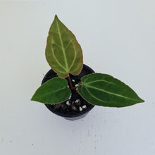Load image into Gallery viewer, #1 Anthurium Magnificum Hybrid x - Seedling