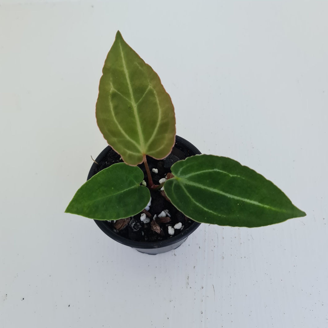 #1 Anthurium Magnificum Hybrid x - Seedling