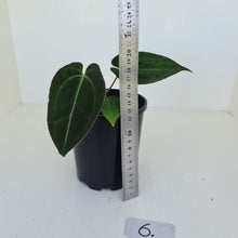 Load image into Gallery viewer, #6 Anthurium Papillilaminum Hybrid x - (Complex hybrid)