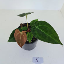 Load image into Gallery viewer, #5 Anthurium Papillilaminum Hybrid x - (Complex hybrid)