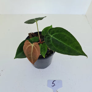 #5 Anthurium Papillilaminum Hybrid x - (Complex hybrid)