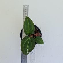 Load image into Gallery viewer, #2 Anthurium Magnificum Hybrid x - Seedling