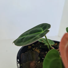 Load image into Gallery viewer, #7 Anthurium Papillilaminum Hybrid x - (Complex hybrid)