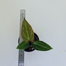 Load image into Gallery viewer, #1 Anthurium Magnificum Hybrid x - Seedling