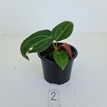 Load image into Gallery viewer, #2 Anthurium Magnificum Hybrid x - Seedling