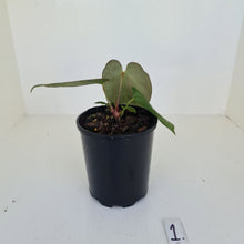 Load image into Gallery viewer, #1 Anthurium Papillilaminum Hybrid x - (Complex hybrid)