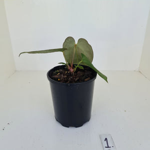 #1 Anthurium Papillilaminum Hybrid x - (Complex hybrid)