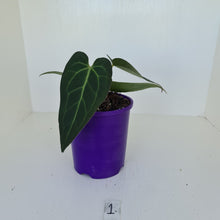 Load image into Gallery viewer, #1 Anthurium &#39;Velvet Shadow&#39;