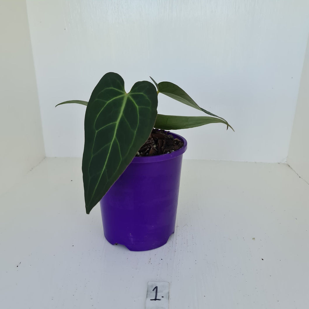 #1 Anthurium 'Velvet Shadow'