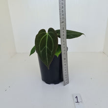 Load image into Gallery viewer, #1 Anthurium Papillilaminum Hybrid x - (Complex hybrid)