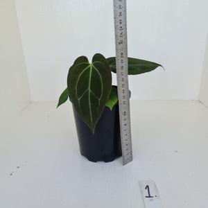 #1 Anthurium Papillilaminum Hybrid x - (Complex hybrid)