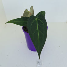 Load image into Gallery viewer, #1 Anthurium &#39;Velvet Shadow&#39;