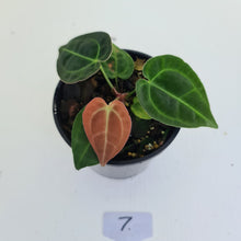 Load image into Gallery viewer, #7 Anthurium Papillilaminum Hybrid x - (Complex hybrid)