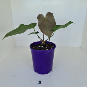 #2 Anthurium 'Velvet Shadow'