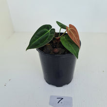 Load image into Gallery viewer, #7 Anthurium Papillilaminum Hybrid x - (Complex hybrid)