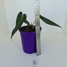 Load image into Gallery viewer, #1 Anthurium &#39;Velvet Shadow&#39;