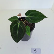 Load image into Gallery viewer, #6 Anthurium Papillilaminum Hybrid x - (Complex hybrid)