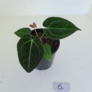 #6 Anthurium Papillilaminum Hybrid x - (Complex hybrid)