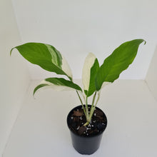 Load image into Gallery viewer, Spathiphyllum &#39;Picasso&#39;
