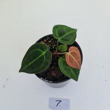 Load image into Gallery viewer, #7 Anthurium Papillilaminum Hybrid x - (Complex hybrid)
