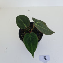 Load image into Gallery viewer, #3 Anthurium Papillilaminum Hybrid x - (Complex hybrid)