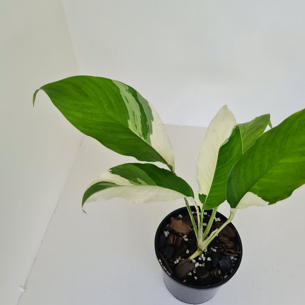 Spathiphyllum 'Picasso'