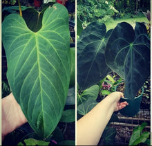 Load image into Gallery viewer, #4 Anthurium &#39;Velvet Shadow&#39;