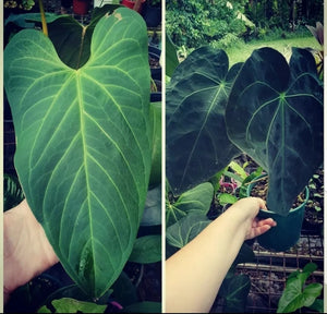 #4 Anthurium 'Velvet Shadow'