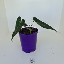 Load image into Gallery viewer, #1 Anthurium &#39;Velvet Shadow&#39;