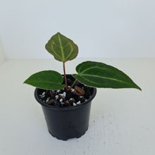 Load image into Gallery viewer, #1 Anthurium Magnificum Hybrid x - Seedling