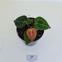 Load image into Gallery viewer, #7 Anthurium Papillilaminum Hybrid x - (Complex hybrid)