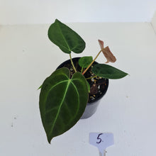 Load image into Gallery viewer, #5 Anthurium Papillilaminum Hybrid x - (Complex hybrid)