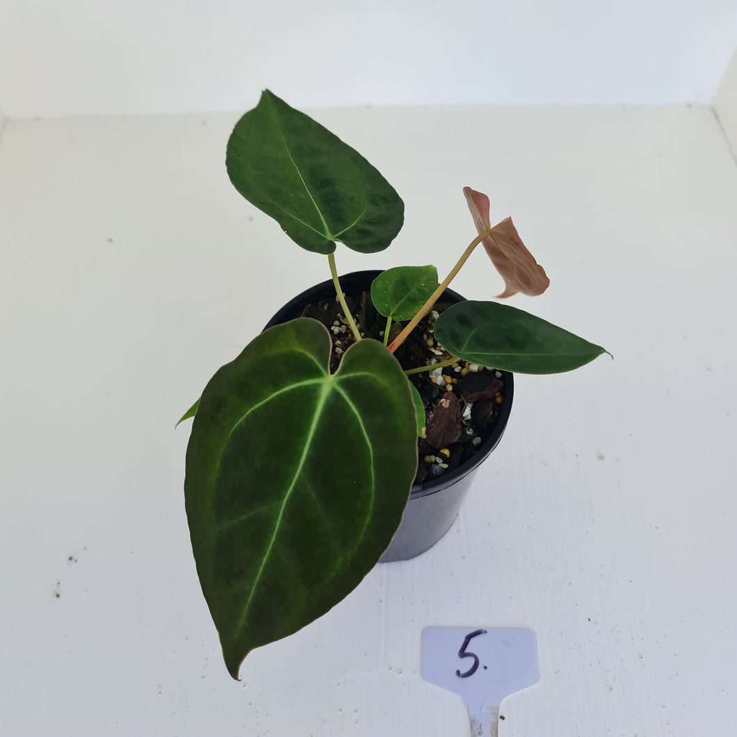 #5 Anthurium Papillilaminum Hybrid x - (Complex hybrid)