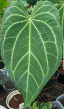 Load image into Gallery viewer, #2 Anthurium Magnificum Hybrid x - Seedling