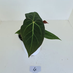 #4 Anthurium 'Velvet Shadow'