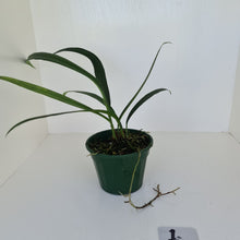 Load image into Gallery viewer, #1 Anthurium Bakeri
