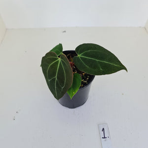 #1 Anthurium Papillilaminum Hybrid x - (Complex hybrid)