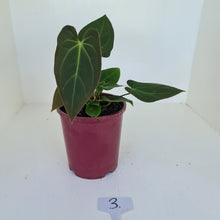 Load image into Gallery viewer, #3 Anthurium &#39;Velvet Shadow&#39; - Multiple heads