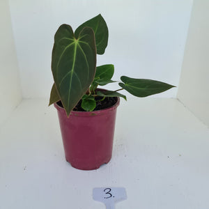 #3 Anthurium 'Velvet Shadow' - Multiple heads